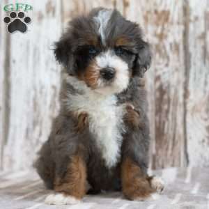 Mack, Mini Bernedoodle Puppy